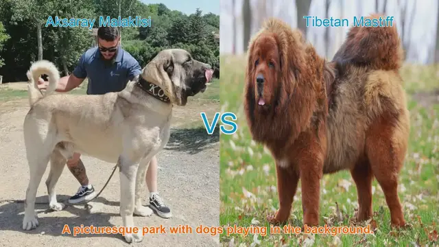 Video thumbnail for Aksaray Malaklisi vs. Tibetan Mastiff: A Comprehensive Breed Comparison