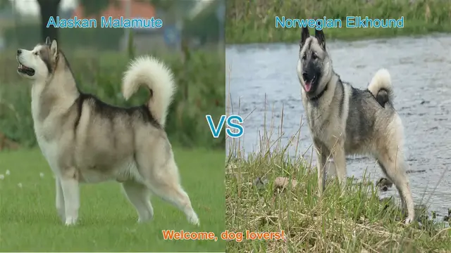 Video thumbnail for Alaskan Malamute vs. Norwegian Elkhound: A Comparison of Two Remarkable Dog Breeds