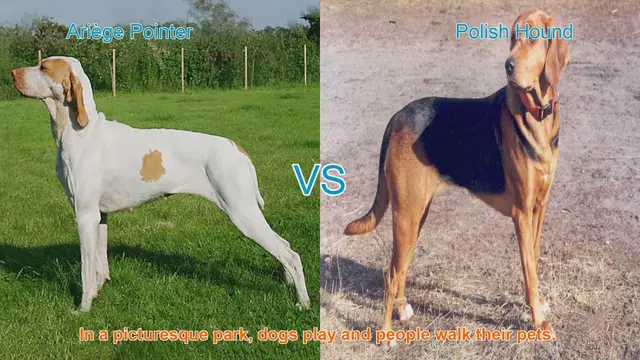 Video thumbnail for Ariège Pointer vs. Polish Hound: A Comparative Guide