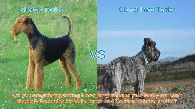 Video thumbnail for Airedale Terrier vs. Glen of Imaal Terrier: Choosing the Right Breed for You