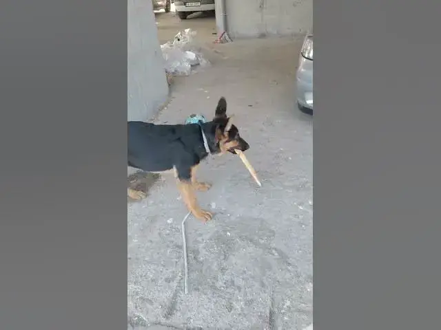 'Video thumbnail for #dog #happydog #germanshepherd #happy #gsdpuppy #gsd #puppy'