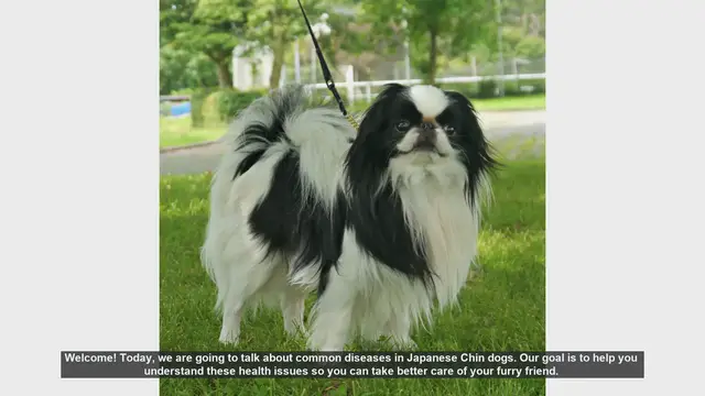 Video thumbnail for Common Health Issues in Japanese Chin Dogs: A Guide for Pet Owners