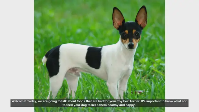 Video thumbnail for Foods to Avoid for Your Toy Fox Terrier: Keep Your Pup Safe!