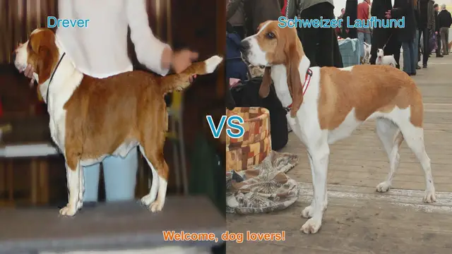 Video thumbnail for Drever vs. Schweizer Laufhund: A Comparison of Two Unique Dog Breeds