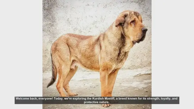 Video thumbnail for Kurdish Mastiff: Pros and Cons of Owning This Loyal Guardian