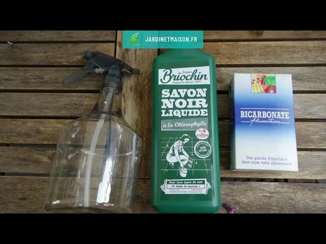 Video thumbnail for Comment lutter naturellement contre l'oïdium et le mildiou au potager