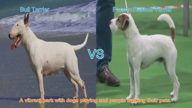 Video thumbnail for Bull Terrier vs. Parson Russell Terrier: A Comparison of Two Distinct Breeds