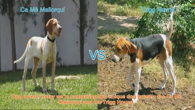 Video thumbnail for Dog Breed Showdown: Ca Mè Mallorquí vs. Trigg Hound