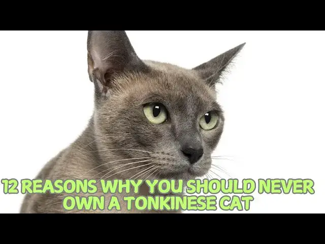 Video thumbnail for 12 Reasons Why You Should Never Own a Tonkinese Cat 🐾❌
