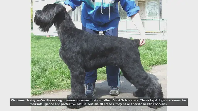 Video thumbnail for Common Health Issues in Giant Schnauzers: What You Need to Know