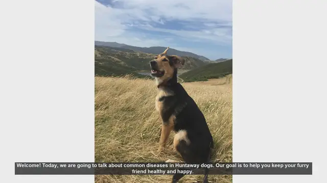 Video thumbnail for Common Diseases in Huntaway Dogs: Tips for a Healthy and Happy Pet
