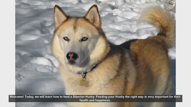 Video thumbnail for How to Properly Feed Your Siberian Husky