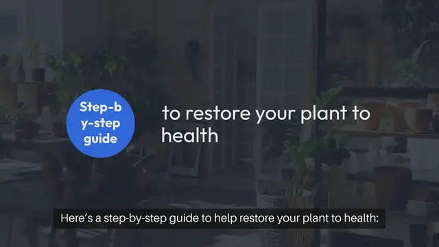 Video thumbnail for How to Revive a Wilting Indoor Plant