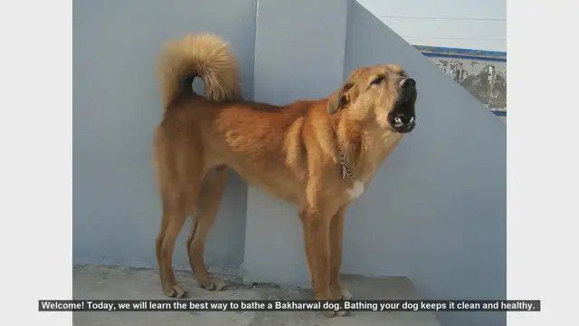 Video thumbnail for How to Bathe a Bakharwal Dog: Step-by-Step Guide
