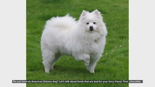 Video thumbnail for Dangerous Foods for Your American Eskimo Dog: What to Avoid