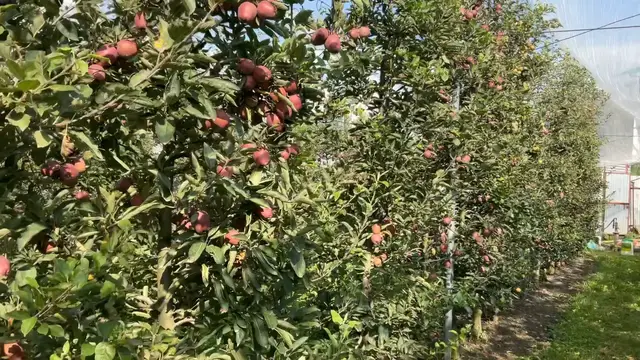 'Video thumbnail for A portrait view of apple orchard'