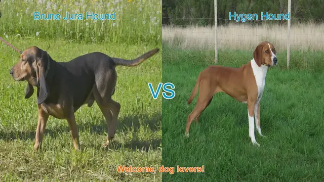 Video thumbnail for Comparing Bruno Jura Hound and Istrian Shorthaired Hound: A Guide for Dog Lovers