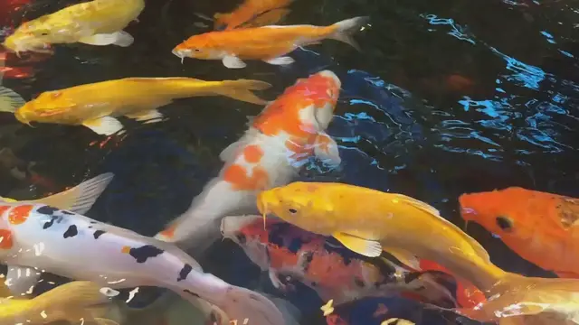 Video thumbnail for 5 Koi Fish Feeding Myths Debunked: Essential Care Tips