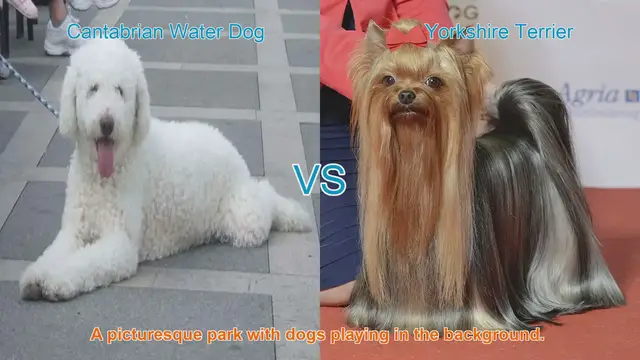 Video thumbnail for Exploring Cantabrian Water Dogs and Yorkshire Terriers
