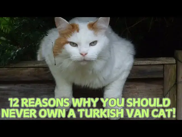 Video thumbnail for 12 Reasons Why You Should Never Own a Turkish Van Cat! 🐱🚫
