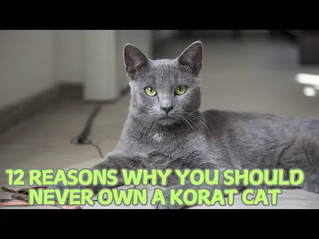 Video thumbnail for 12 Reasons Why You Should Never Own a Korat Cat 🐾❌