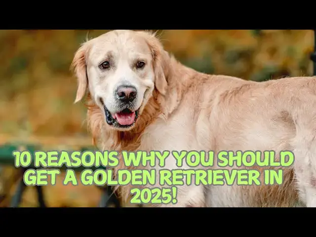 Video thumbnail for 10 Reasons Why You Should Get a Golden Retriever in 2025! 🐶✨