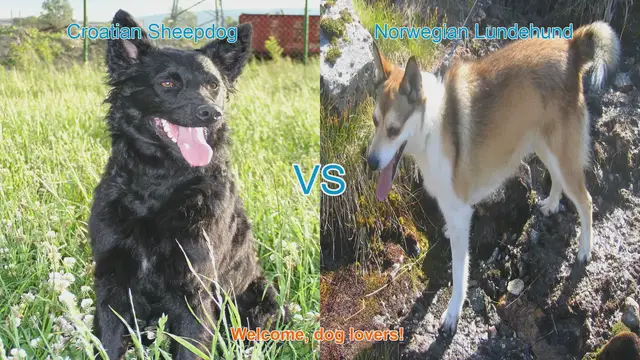 Video thumbnail for Croatian Sheepdog vs. Norwegian Lundehund: A Unique Breed Comparison