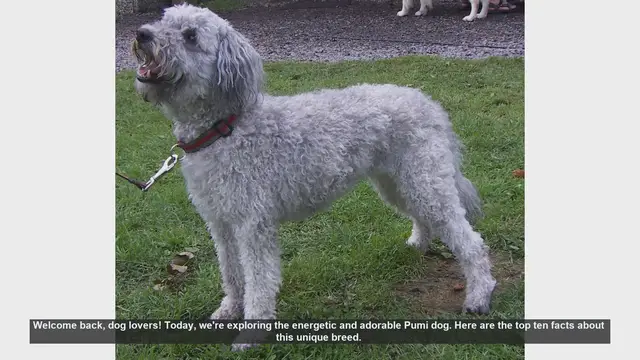 Video thumbnail for Top 10 Facts About the Energetic Pumi Dog