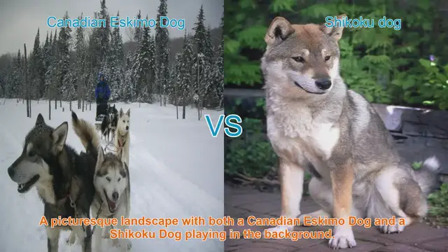 Video thumbnail for Canadian Eskimo Dog vs. Shikoku Dog: A Breed Comparison