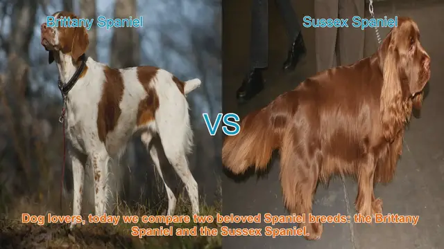 Video thumbnail for Brittany vs. Sussex Spaniel: A Comparison of Beloved Breeds