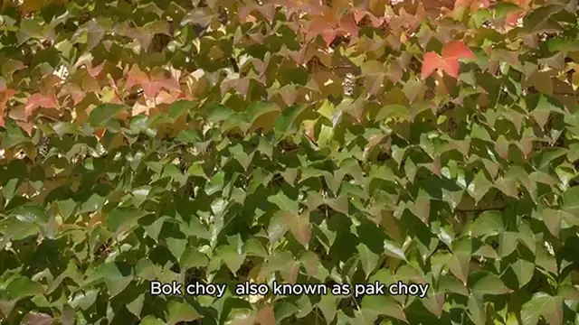 Video thumbnail for Bok choy recipe