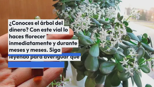 Video thumbnail for Árbol del dinero, suficiente esta ampolla: todas las flores florecerán constantemente