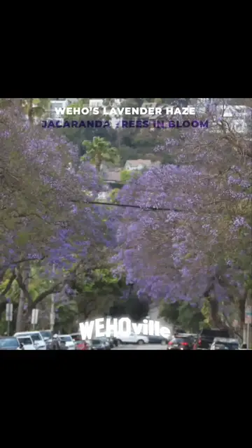 'Video thumbnail for Jacarandas: West Hollywood's Lavender Haze'