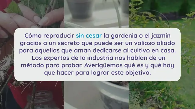 Video thumbnail for Cómo reproducir interminablemente gardenia o jazmín: sale a la luz el secreto de las floristerías.