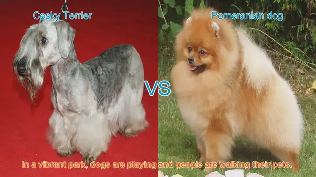 Video thumbnail for Cesky Terrier vs. Pomeranian: A Breed Comparison