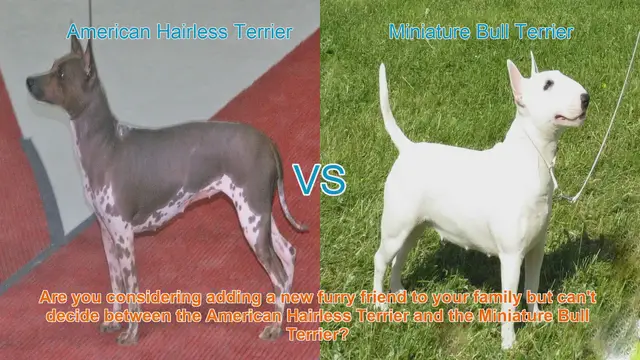 Video thumbnail for American Hairless Terrier vs. Miniature Bull Terrier: A Comprehensive Comparison