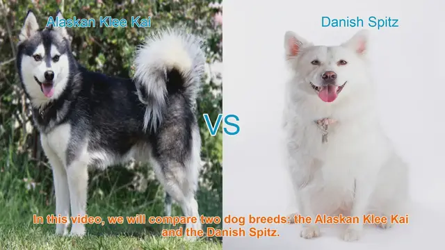 Video thumbnail for Alaskan Klee Kai VS Danish Spitz