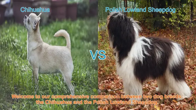 Video thumbnail for Chihuahua vs. Polish Lowland Sheepdog: A Comprehensive Breed Comparison