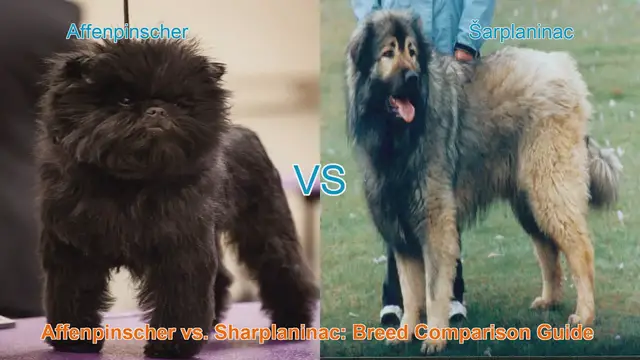 Video thumbnail for Affenpinscher vs. Sharplaninac: Breed Comparison Guide