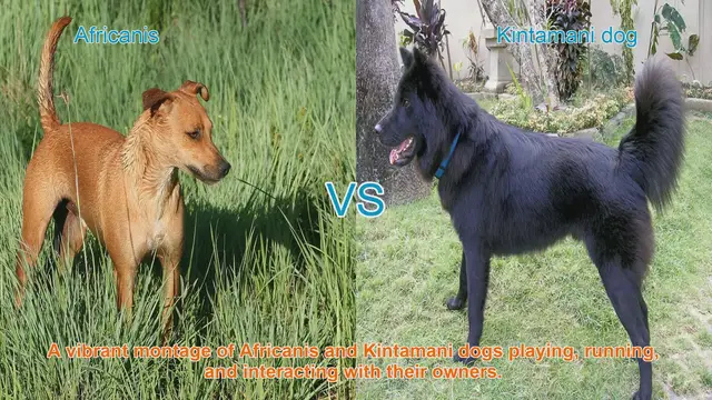 Video thumbnail for Africanis vs. Kintamani: A Comparative Guide to Unique Dog Breeds