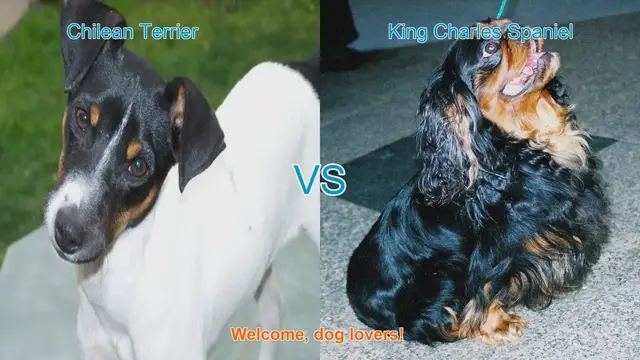 Video thumbnail for Chilean Terrier vs. King Charles Spaniel: A Comparison of Delightful Dog Breeds