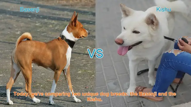 Video thumbnail for Basenji vs. Kishu: A Comparison of Unique Dog Breeds
