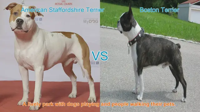 Video thumbnail for American Staffordshire Terrier vs. Boston Terrier: A Comprehensive Breed Comparison