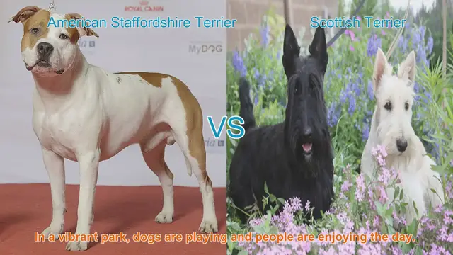 Video thumbnail for American Staffordshire Terrier vs. Scottish Terrier: A Breed Comparison