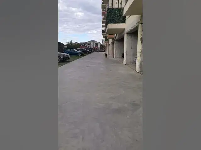 Video thumbnail for #happydog #happy #dog #gsd #gsdpuppy #baloocreate