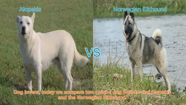 Video thumbnail for Alopekis vs. Norwegian Elkhound: A Comprehensive Breed Comparison