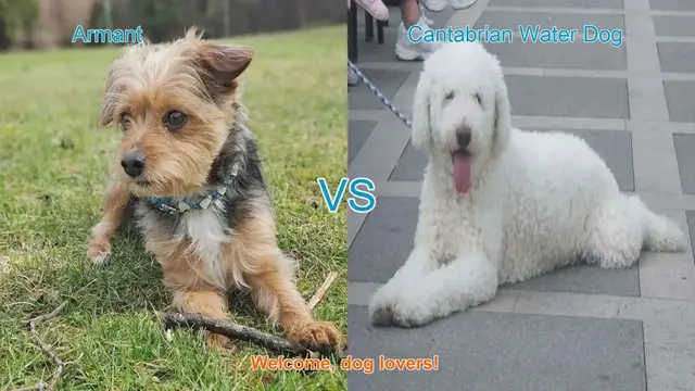 Video thumbnail for Armant vs. Cantabrian Water Dog: A Comprehensive Comparison
