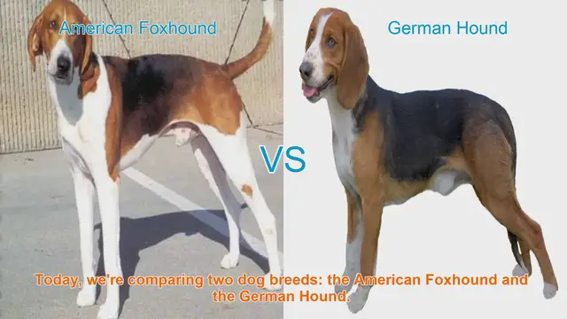 Video thumbnail for American Foxhound vs. German Hound: A Comprehensive Comparison