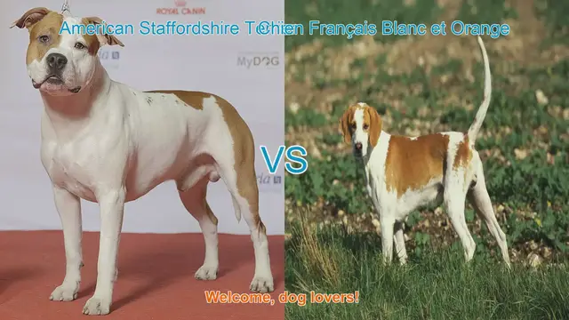 Video thumbnail for Dog Breed Comparison: American Staffordshire Terrier vs. Chien Français Blanc et Orange