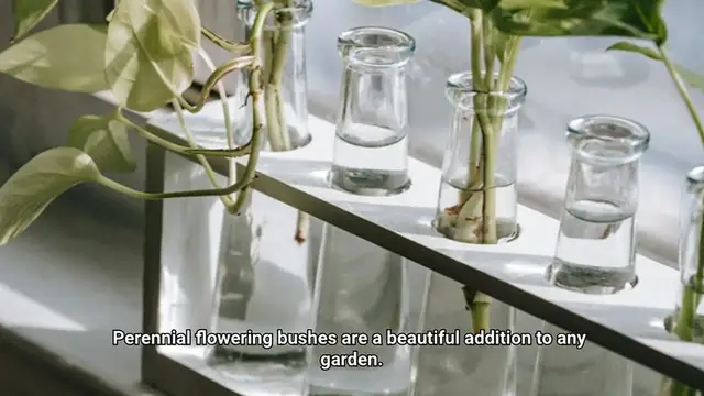 Video thumbnail for Perennial Flowering Bushes